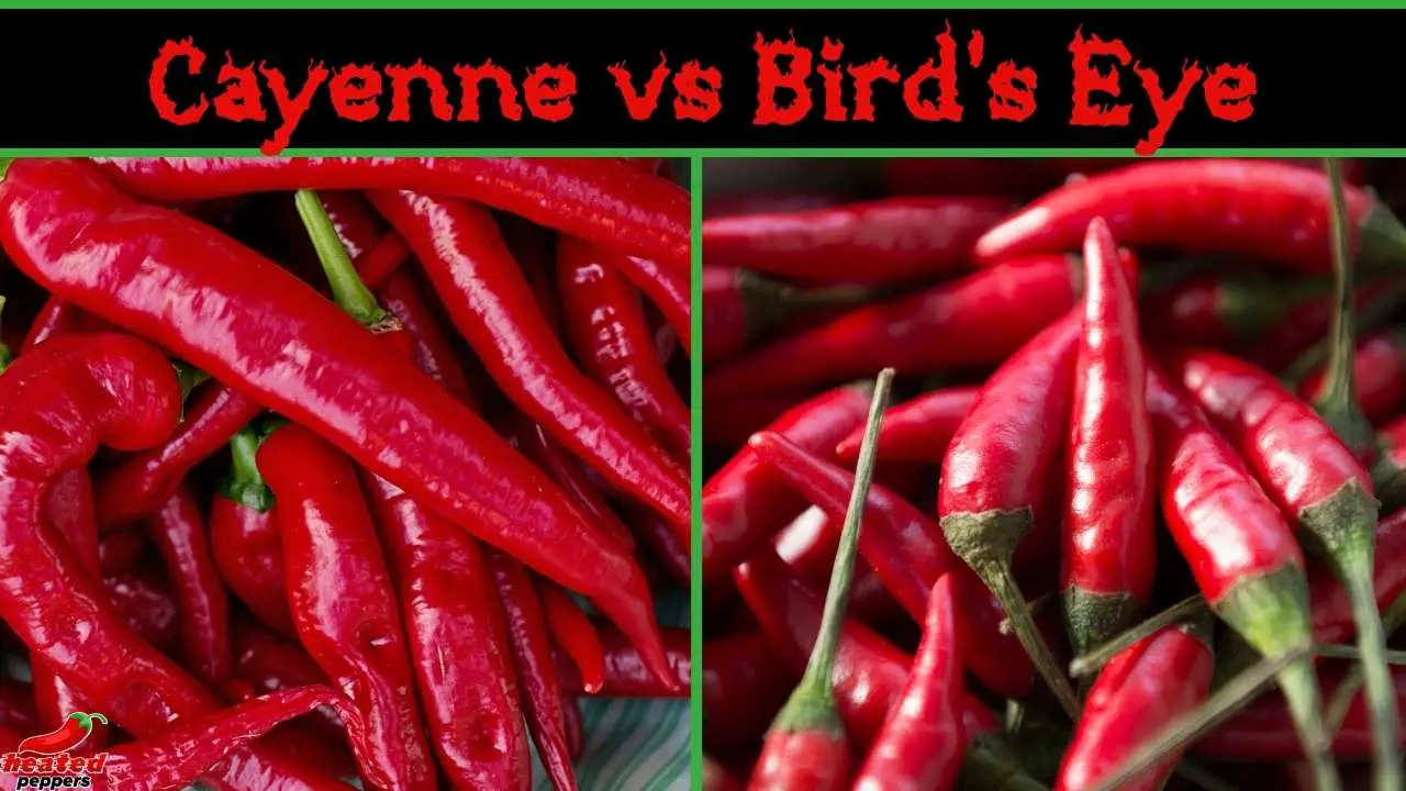 Cayenne vs Bird’s Eye | Pepper Comparison