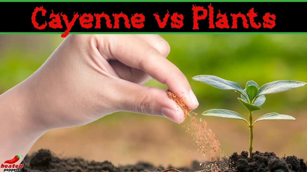 Can Cayenne Pepper Hurt Plants?