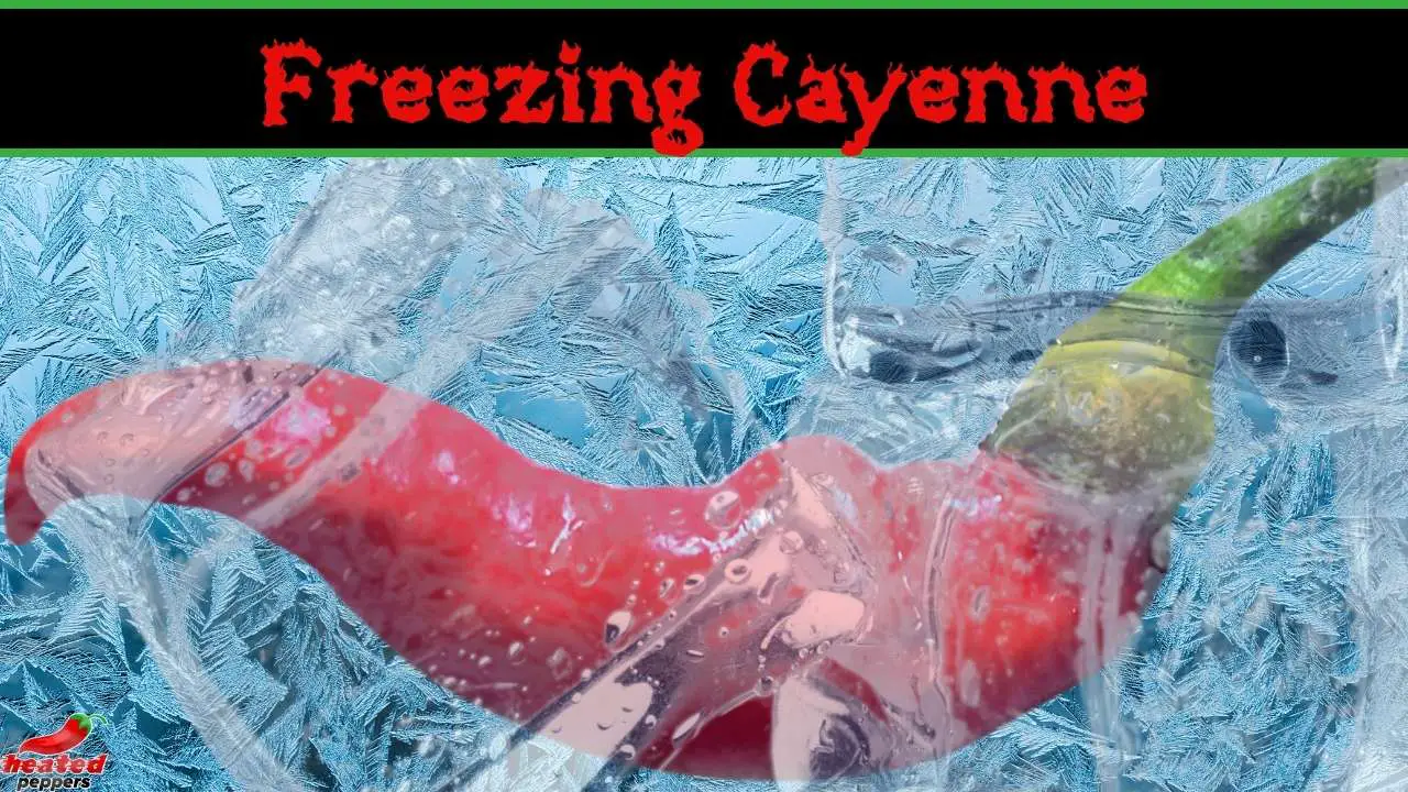 Can you Freeze Cayenne Peppers?