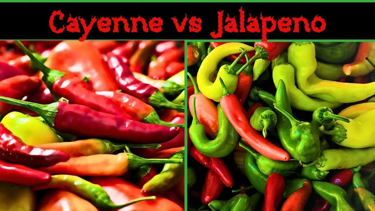 Cayenne vs Jalapeno | Heat Comparison & Other Facts