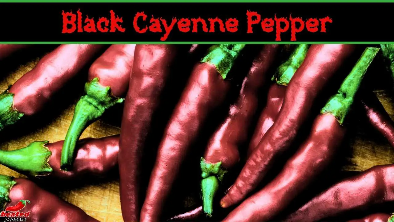 Why Are My Cayenne Peppers Black?