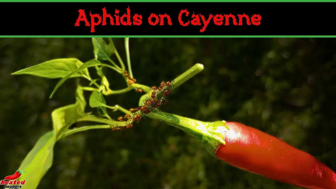 Aphids on Cayenne Pepper Plants? Here’s What to Do!